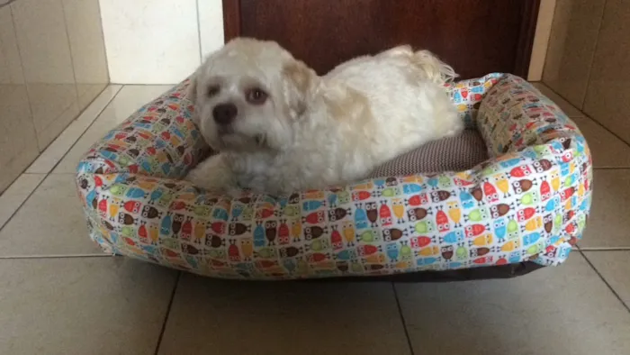 Cachorro ra a Lhasa Apso idade 3 anos nome Toby