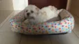 Toby