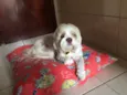 Toby