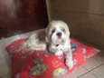 Toby