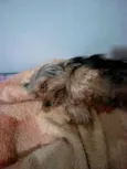 LUI\ LULU\ BABY\PET