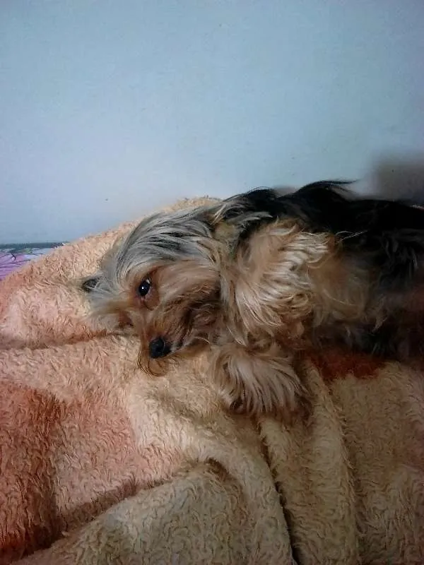 Cachorro raça YORKSHIRE/LHASA idade 6 ou mais anos nome LUI\ LULU\ BABY\PET