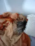 LUI\ LULU\ BABY\PET