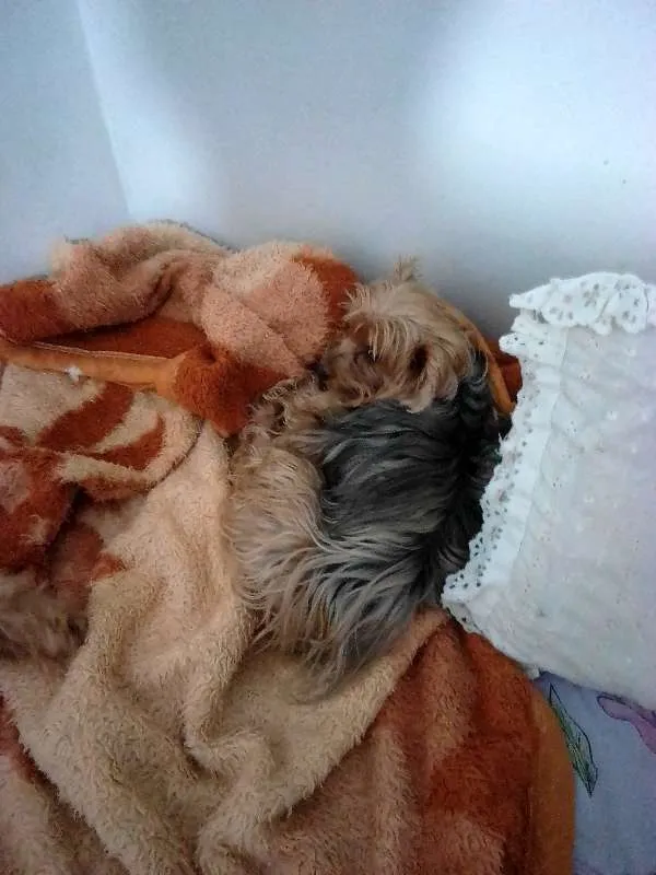 Cachorro raça YORKSHIRE/LHASA idade 6 ou mais anos nome LUI\ LULU\ BABY\PET