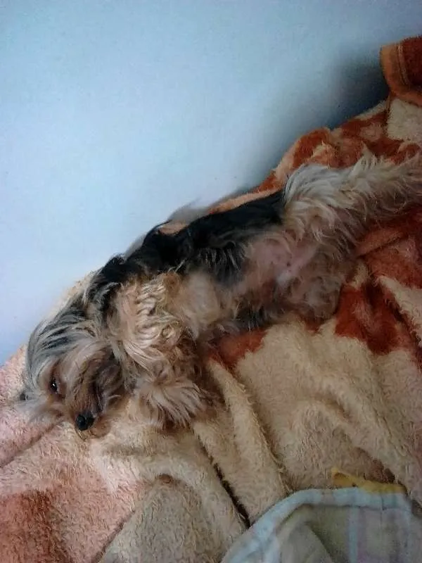 Cachorro raça YORKSHIRE/LHASA idade 6 ou mais anos nome LUI\ LULU\ BABY\PET