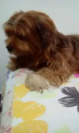 LUI\ LULU\ BABY\PET