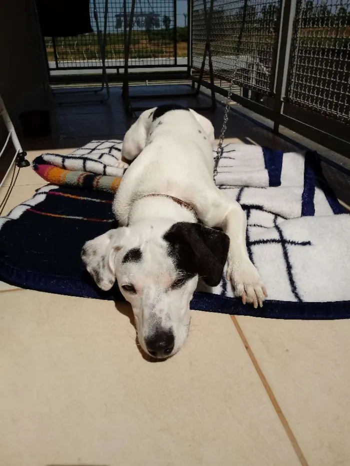 Cachorro ra a Sem raça definida idade 1 ano nome Mousse