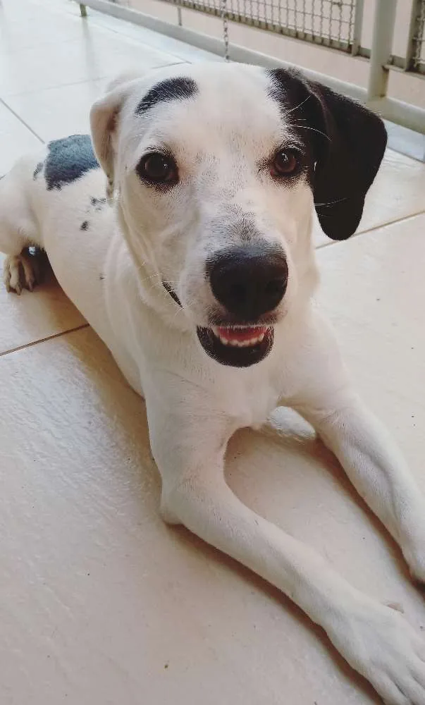 Cachorro ra a Sem raça definida idade 1 ano nome Mousse