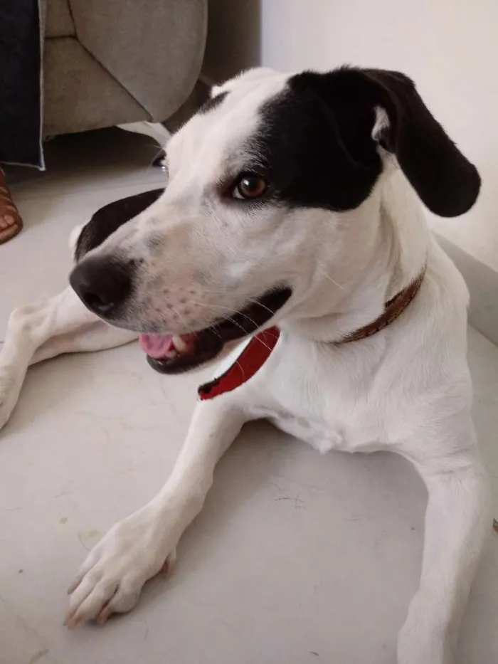 Cachorro ra a Sem raça definida idade 1 ano nome Mousse