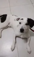 Mousse
