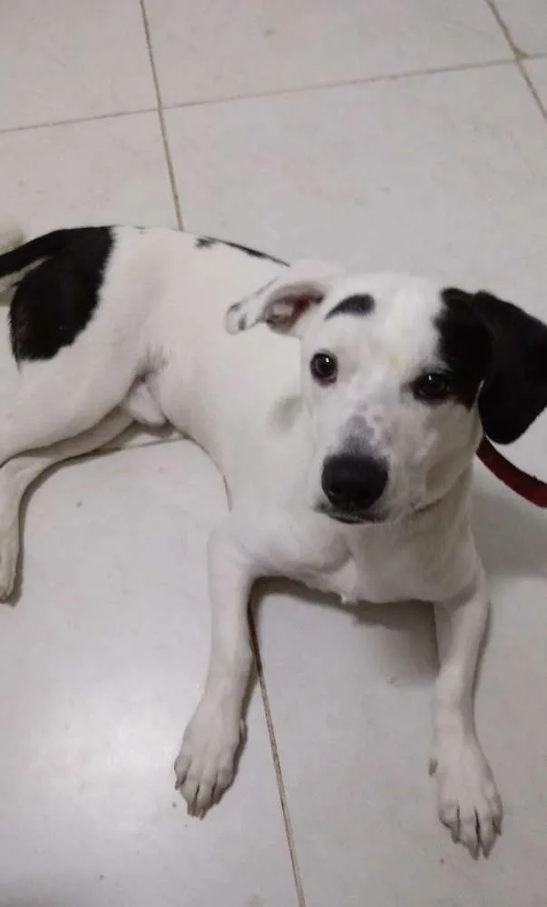 Cachorro ra a Sem raça definida idade 1 ano nome Mousse