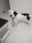 Mousse