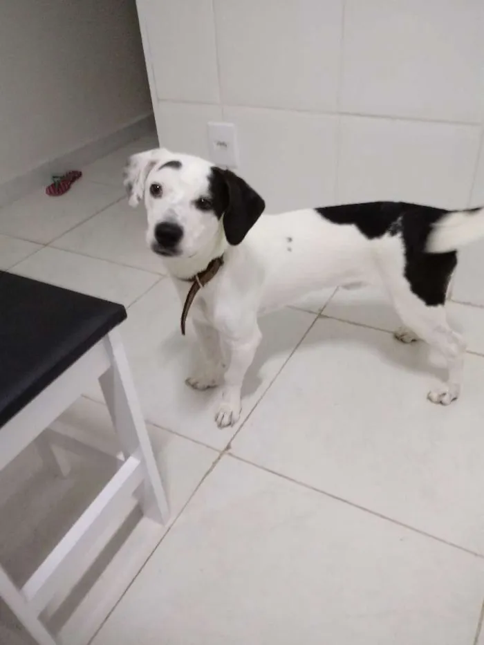 Cachorro ra a Sem raça definida idade 1 ano nome Mousse