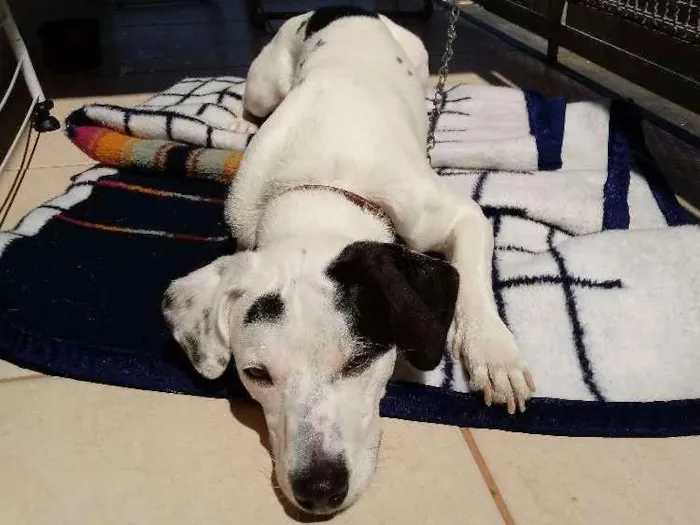 Cachorro ra a Sem raça definida idade 1 ano nome Mousse