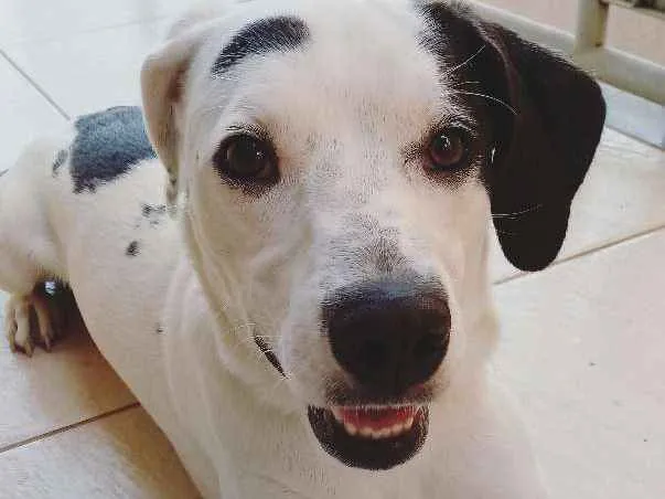 Cachorro ra a Sem raça definida idade 1 ano nome Mousse