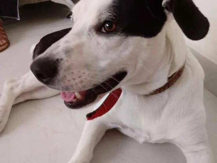 Cachorro ra a Sem raça definida idade 1 ano nome Mousse