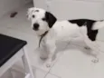 Mousse