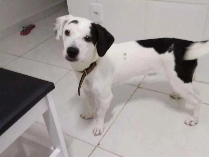 Cachorro ra a Sem raça definida idade 1 ano nome Mousse
