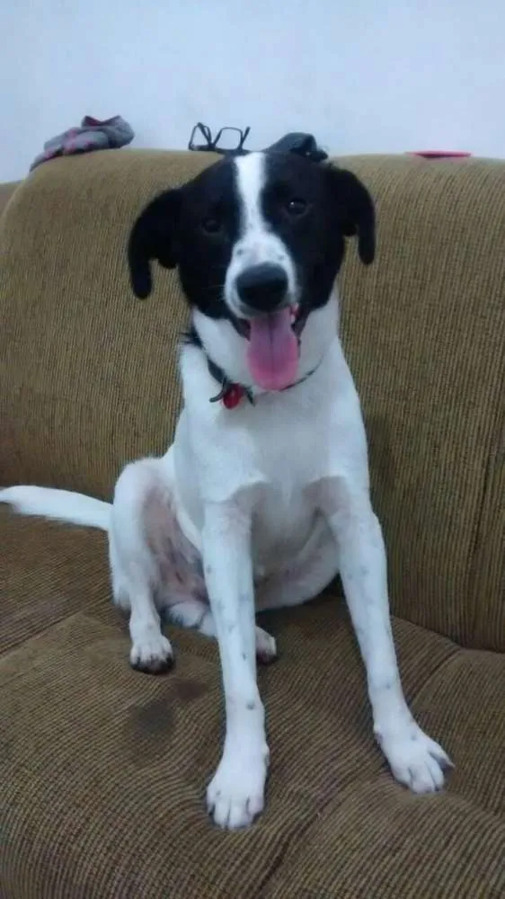 Cachorro raça Vira-lata idade 2 a 6 meses nome Bhetoolv