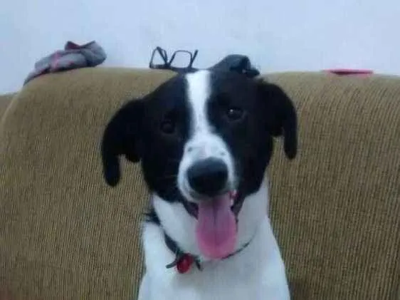 Cachorro raça Vira-lata idade 2 a 6 meses nome Bhetoolv