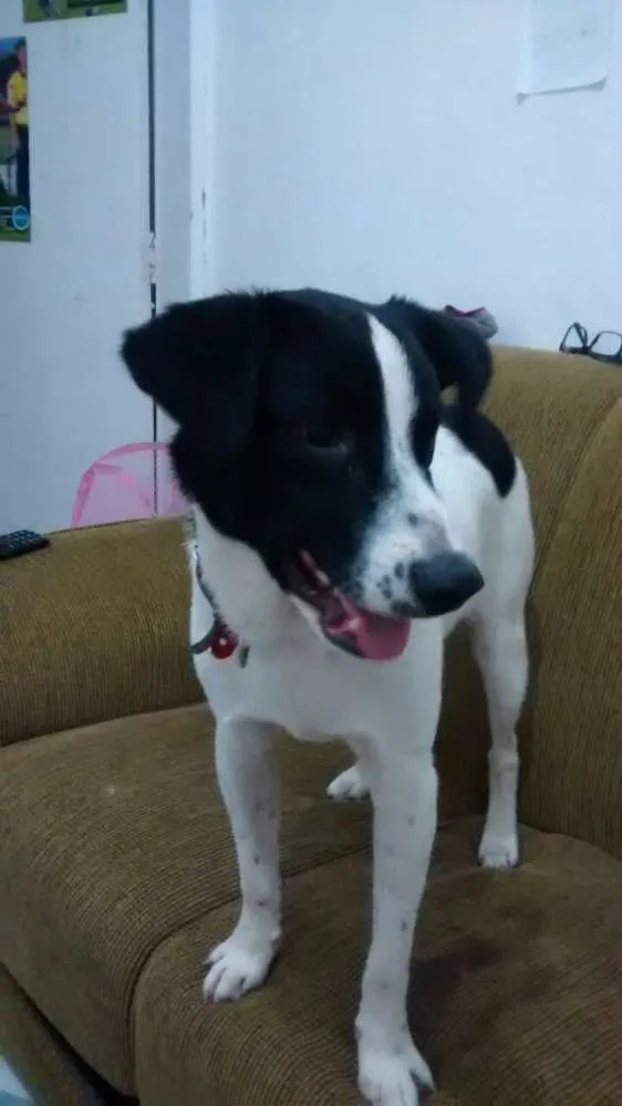 Cachorro raça Vira-lata idade 2 a 6 meses nome Bhetoolv