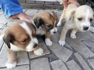 Cachorro raça  idade Abaixo de 2 meses nome raimundo