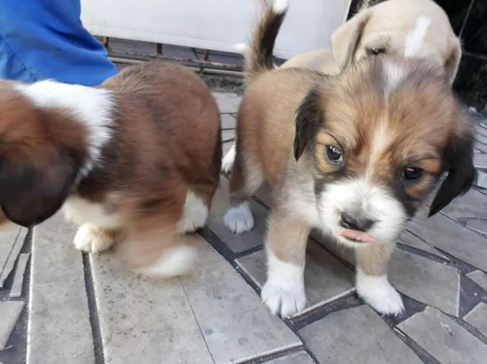 Cachorro raça  idade Abaixo de 2 meses nome raimundo