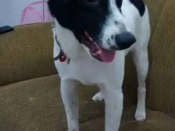 Cachorro raça Vira-lata idade 2 a 6 meses nome Bhetoolv