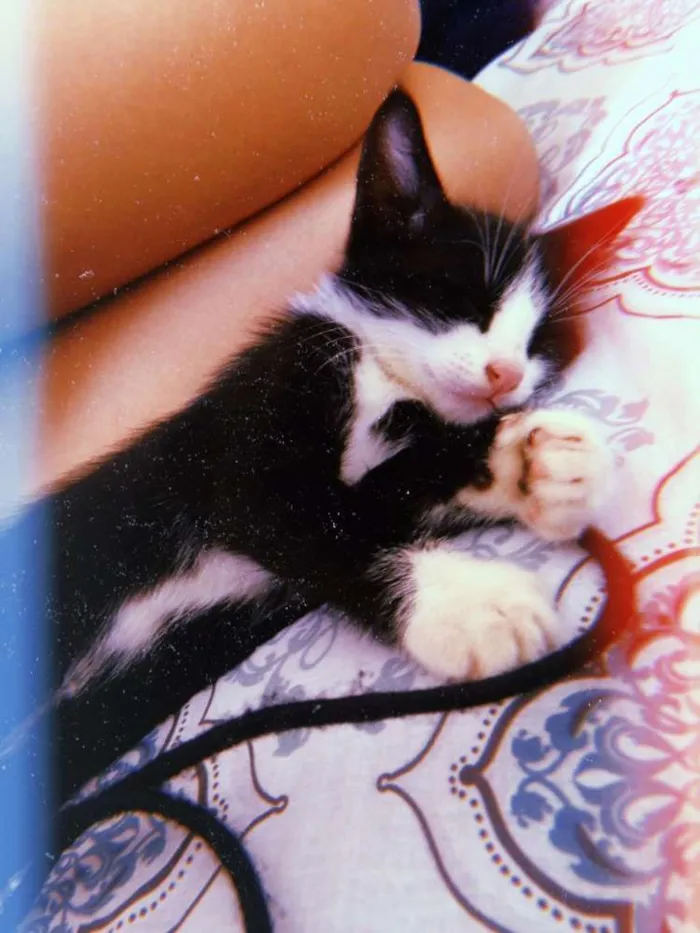 Gato raça Vira-lata idade 2 a 6 meses nome Café com leite