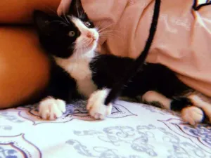 Gato raça Vira-lata idade 2 a 6 meses nome Café com leite