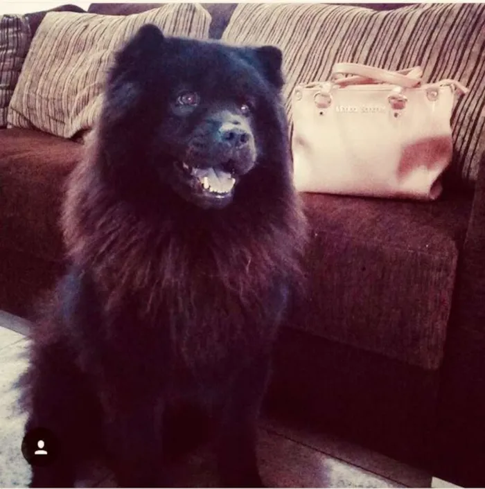 Cachorro ra a Show show idade 6 ou mais anos nome Marley