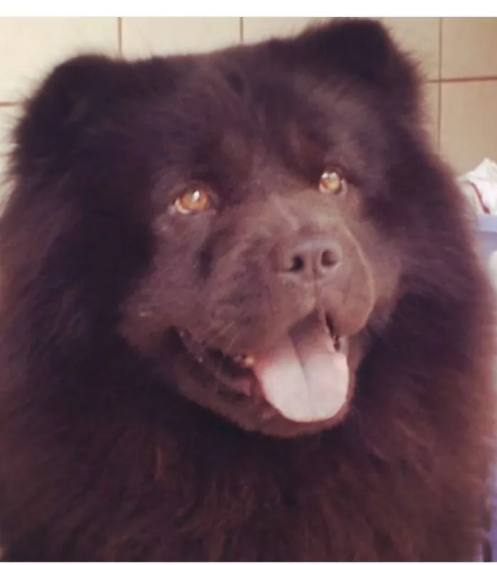 Cachorro ra a Show show idade 6 ou mais anos nome Marley