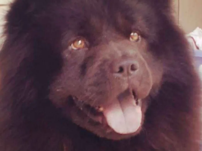 Cachorro ra a Show show idade 6 ou mais anos nome Marley