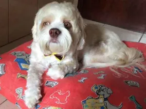 Cachorro raça Lhasa Apso idade 3 anos nome Toby