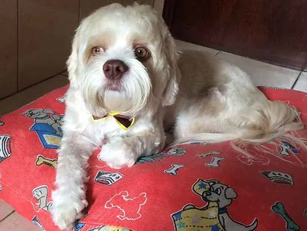 Cachorro ra a Lhasa Apso idade 3 anos nome Toby