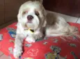 Toby