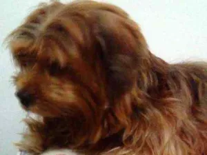 Cachorro raça YORKSHIRE/LHASA idade 6 ou mais anos nome LUI\ LULU\ BABY\PET