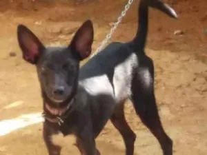 Cachorro raça Vira lata idade 2 a 6 meses nome Pretinho