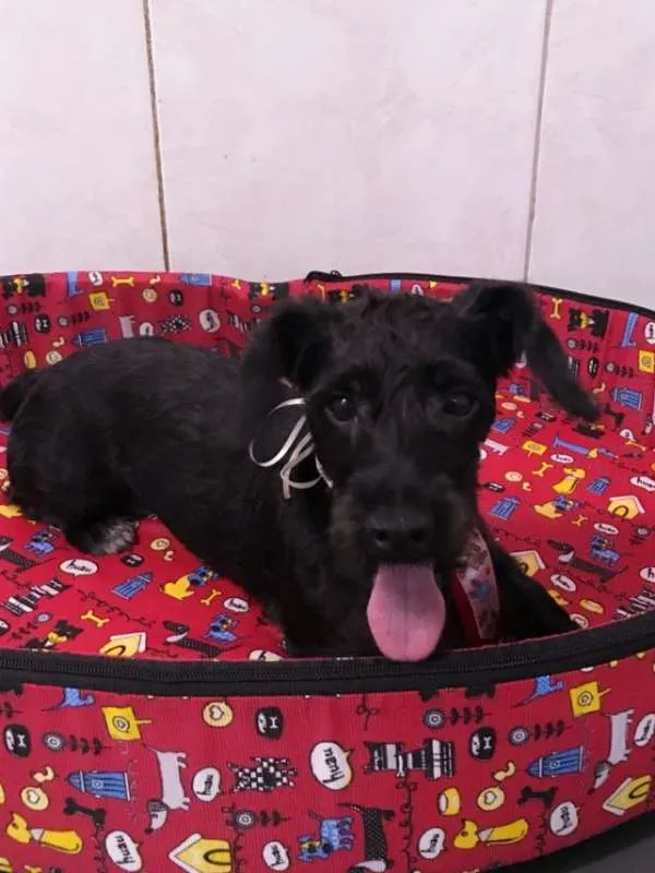 Cachorro ra a poodle/mistura idade 1 ano nome Pepeu