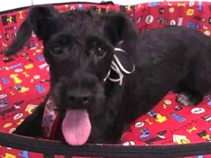 Cachorro raça poodle/mistura idade 1 ano nome Pepeu