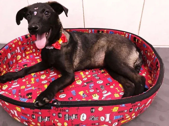 Cachorro ra a SRD idade 2 a 6 meses nome LADY
