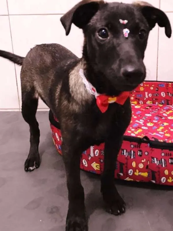 Cachorro ra a SRD idade 2 a 6 meses nome LADY