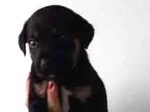 Cachorro ra a SRD idade Abaixo de 2 meses nome Fofucho