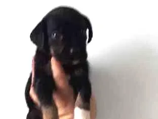 Cachorro ra a SRD idade Abaixo de 2 meses nome Fofucha