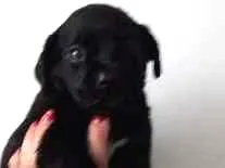 Cachorro raça SRD idade Abaixo de 2 meses nome Dengosa