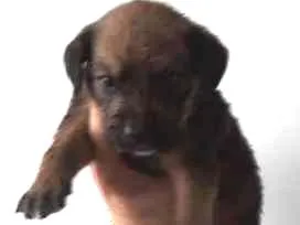 Cachorro ra a SRD idade Abaixo de 2 meses nome Choco