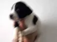 Bolotinha