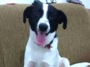 Cachorro raça Vira-lata idade 2 a 6 meses nome Bhetoolv