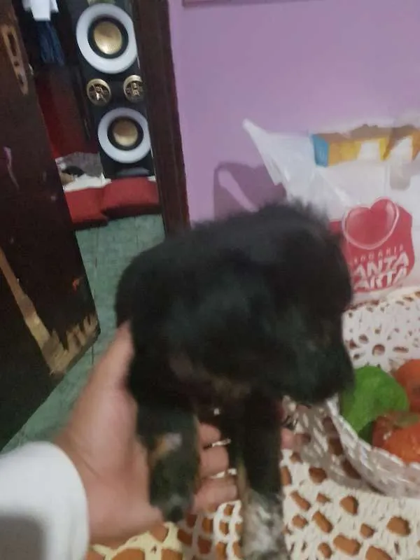 Cachorro ra a Não definida idade Abaixo de 2 meses nome Luna