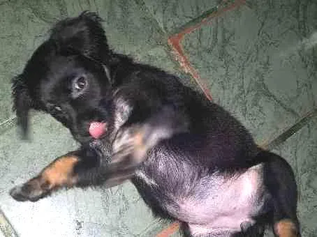 Cachorro ra a Não definida idade Abaixo de 2 meses nome Luna